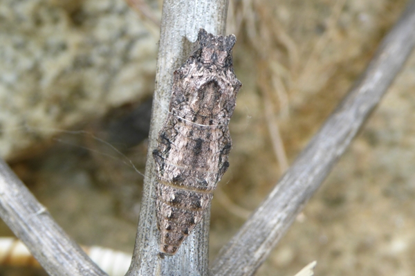 3 Papilio hospiton